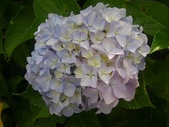 淡く美しい色のアジサイ（6月21日）