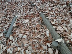 丘の森の階段の落ち葉（1月1日）