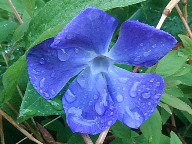 雨に濡れたツルニチニチソウ（4月24日）