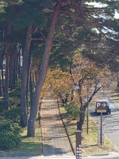 陸橋の上から見えた並木道（11月20日）