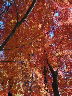 赤いモミジのカーテン（11月15日）
