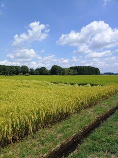 道の近くの水田（8月28日）