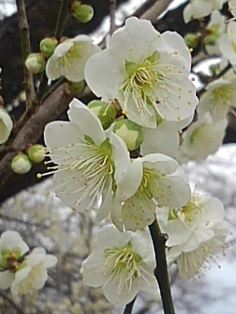 梅が咲く景色（3月15日）