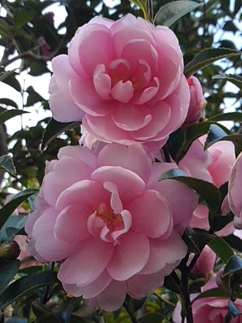 Wサザンカ（11月18日）