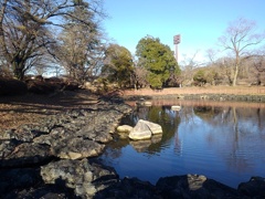 長峰公園の映り込みの池（1月1日）