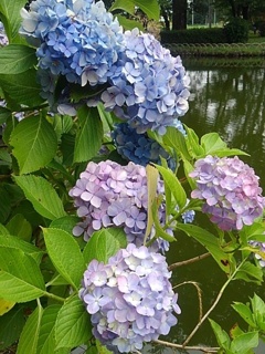 池の近くのアジサイ（7月11日）