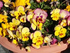 足利銀行の黄色パンジー（1月16日）