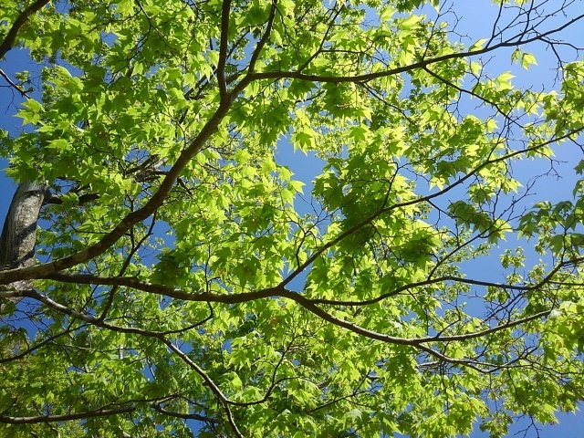 那須野が原公園の丘のモミジの葉（4月30日）
