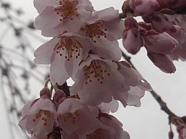 枝垂桜（3月29日）