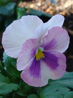 薄紫のパンジー（10月27日）