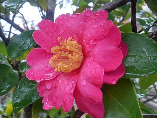サザンカの雫（3月11日）