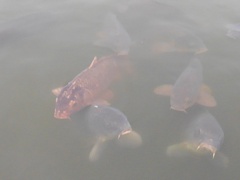 烏ヶ森公園の池の鯉（12月7日）