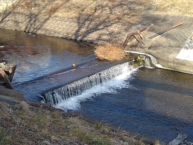 水が綺麗な堰（1月14日）