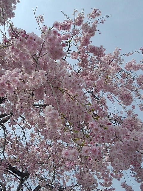 烏ヶ森公園のシダレザクラ（4月13日）