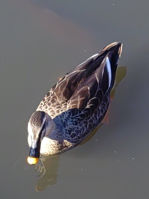 長峰公園のカモ（11月15日）