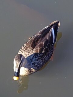 長峰公園のカモ（11月15日）