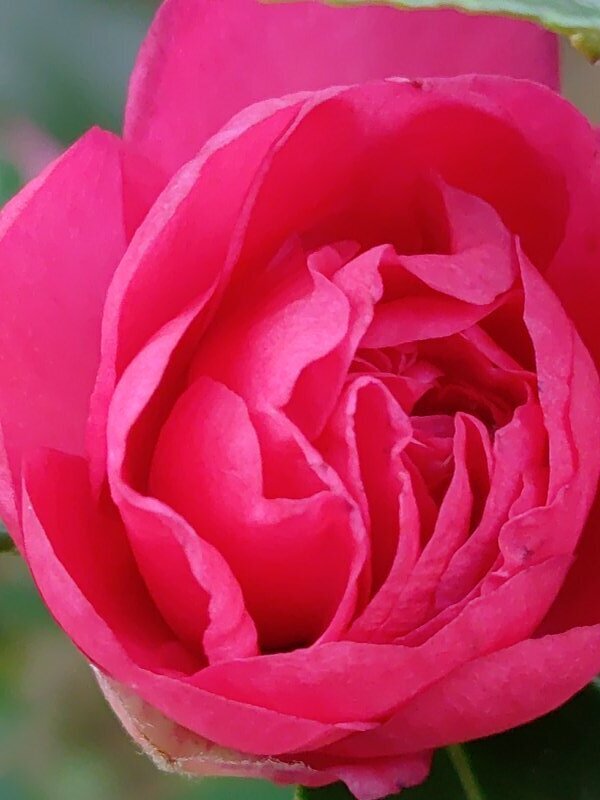 赤サザンカ（11月5日）