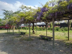 長峰公園の藤棚の休憩所（5月1日）