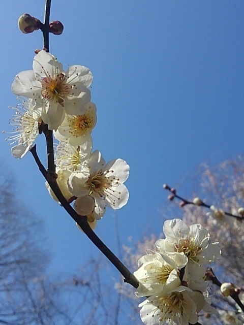 丘の枝の梅（3月3日）