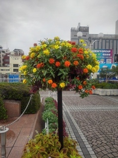 宇都宮駅のプランター（10月4日）