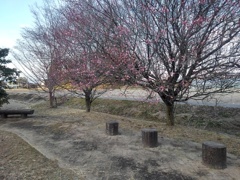 梅の花と切り株風ベンチ（2月28日）