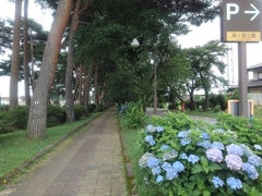 烏ヶ森公園の紫陽花が咲く歩道（7月11日）