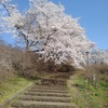 長峰公園の丘の階段の桜（4月12日）