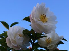 白サザンカ（11月28日）