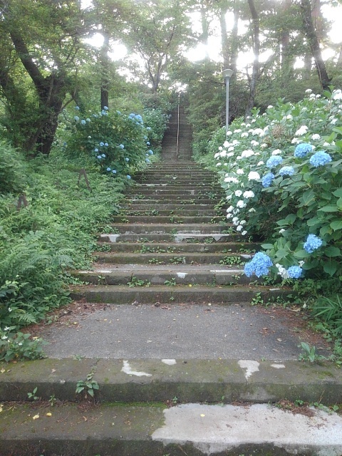 アジサイ階段（6月21日）