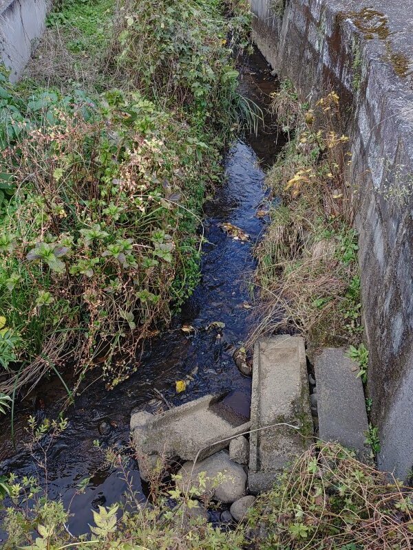 水が綺麗な小川（11月11日）