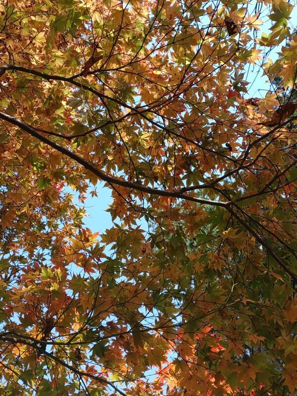 休憩所の近くのモミジ（11月20日）