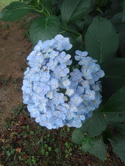 薄い水色アジサイ（7月6日）