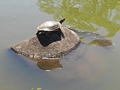 那須野が原公園の亀（4月30日）