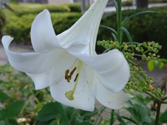 街中で見かけたテッポウユリ（8月14日）