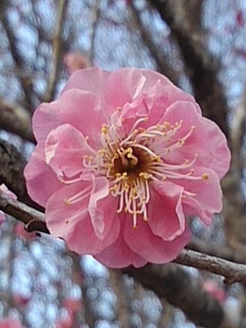 川崎城跡公園の梅の花（2月28日）