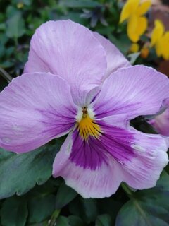 ゆうゆうパークの丘の薄紫パンジー（1月2日）