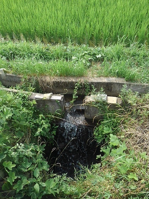 堰のある用水路（7月7日）
