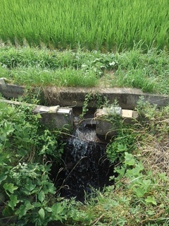 堰のある用水路（7月7日）