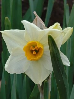長峰公園の丘のスイセン（2月7日）