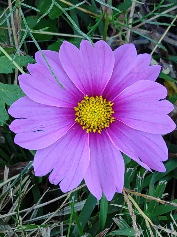 綺麗な模様のコスモス（10月27日）