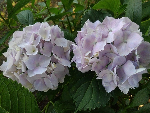 淡めの色のアジサイの花（6月15日）
