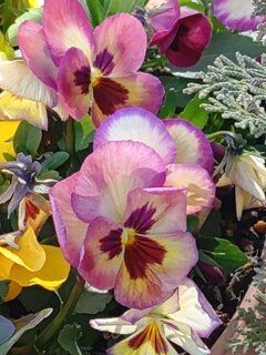 足利銀行の紫パンジー（1月16日）