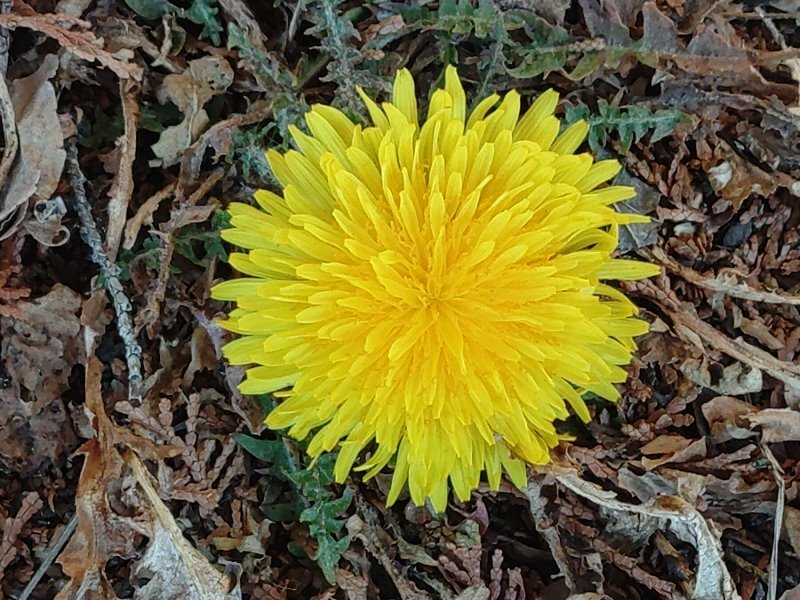 道沿いのタンポポ（2月21日）