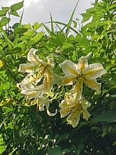 川崎城跡の丘で咲くヤマユリの花（7月20日）