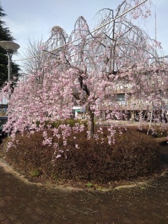 矢板駅の枝垂桜（4月11日）
