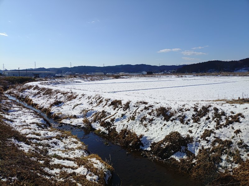 雪で白くなった水田と小川の組み合わせ（1月13日）