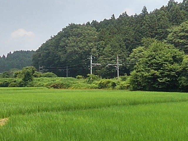 線路の近くの水田（7月7日）