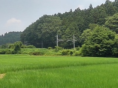 線路の近くの水田（7月7日）