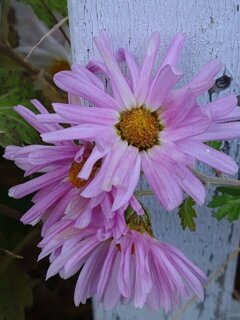 庭の紫の小菊（12月10日）