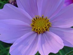 ピンクコスモス(10月27日) ピンクコスモス(10月27日)